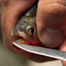 Jeremy Wade reveals the red-bellied piranha's legendary, razor-sharp teeth. The piranha's triangular teeth interlock to cut through flesh like scissors. In spite of its small size, the red-bellied piranha is the world's deadliest freshwater fish.