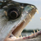 A close relative of the piranha, the payara is often called the "vampire fish" because of its long fangs, which can grow to 6 inches in length. This little-known but frightening-looking fish is found in the Orinoco River in Venezuela.