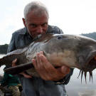 A Cuiu-Cuiu, a prehistoric-looking catfish found in the Orinoco and surrounding rivers of the Amazon. The Cuiu-Cuiu can grow to 3 feet in length and weigh over 40 pounds. It has scutes along the back half of its body that give support to the tail fin; these give the Cuiu-Cuiu an armored appearance, common in ancient fish.