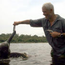The Amazon river dolphin regularly preys on piranhas, as well as crustaceans, crabs, small turtles, catfish and other fish.
More Killer Fish Photos | About the Piranha | Piranhas Devour a Duck (video) | A Really Big Piranha (video) | Vampire Piranha? (video) | Swimming in a Piranha Pool (video) | Piranha Killers (video)