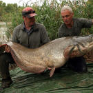 Jeremy Wade holds a wels catfish weighing 163 pounds and measuring 7 feet, 4 inches from head to tail. The largest wels can reach up to 10 feet and weigh over 330 pounds.