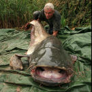 The wels catfish is an adept hunter, first using its pectoral fins to create a disorienting eddy and then taking advantage of its vast, vacuum-like mouth to suck prey in and swallow it whole.