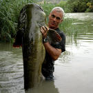 The wels catfish is defined by a long, scaleless body; a broad, flat head; and an extremely wide mouth containing rows of small, sandpaper-like teeth — hundreds of them.