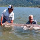 The white sturgeon has been around for at least 100 million years, which would have qualified it to star in the movie "Jurassic Park." They're also very long-lived fish; the oldest white sturgeon on record lived to 104 years old.