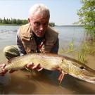 A northern pike, a popular sport fish in North America and Europe. This long, thin fish got its name from its resemblance to the pole-like weapon called a pike"