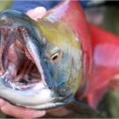 Jeremy Wade with a sockeye salmon in Alaska. This fish is also called the red salmon; both the male and female turn red just before the spawning season, when they leave the Pacific Ocean and migrate up freshwater streams and rivers to reproduce.
