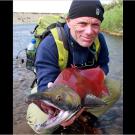 The male sockeye salmon, seen here, develops a hump on its back and its jaws and teeth become hooked during its move from salt to fresh water.