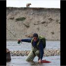 A grizzly bear lingers nearby as Jeremy hauls in a sockeye salmon. The bears in this area of Alaska seemed to have little fear of humans. In fact, one grizzly bear got a little too close for comfort during filming.
More Killer Fish Photos | About the White Sturgeon | How to Catch a Northern Pike (video) | Massive White Sturgeon (video) | The Predatory Pike (video) | Bear Steals Jeremy's Catch (video)