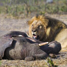 Encounter between African elephants (Loxodonta africana) and an African lion (Panthero leo) in Masai Mara, Kenya.