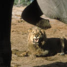 A male African lion (Panthera leo) growls at African elephants (Loxodonta africana) in Serengeti National Park, Tanzania.