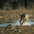 An African lion (Panthera leo) eating an African elephant calf (Loxodonta Africana) carcass in Hwange National Park, Zimbabwe.