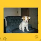Name: Dixie