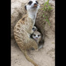Samba of the Commandos babysitting a pair of meerkat babies.