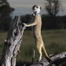 Maybelline, leader of the Aztecs, on sentry duty.