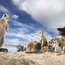 Meerkats on alert.