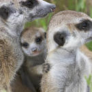 Karim and Coop of the Commandos with meerkat babies.