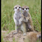 Commando pups (oh those adorable meerkat babies!)