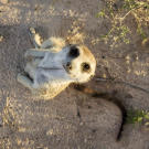 Sophie, trusted babysitter of the Whiskers. All meerkat babies should be so lucky as the Whiskers' meerkat pups!