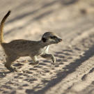 A meerkat baby (Whiskers pup).