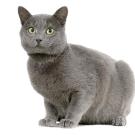Chartreux
Known for their hunting prowess, Chartreux cats may have been taken in by those monks long ago to rid the monastery of vermin. Today, however, Chartreux cats are popular because they make terrific companions. They are amiable, loyal, and vocally quiet, and when you sit down next to your Chartreux you invariably end up with a lap full of cat.
Known as quiet, sweet cats, Chartreux cats also have a playful, comical side that they keep well into adulthood. They seem to have a well-developed sense of humor, and enjoy a good game of fetch or a playful romp with their friends and family. They are very intelligent cats; they quickly learn their names and will come when you call -- if they're in the mood, of course.
Learn more about the Chartruex. Check out our Cat Breed Directory.