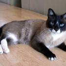Snowshoe
Breeders brave enough to take on the Snowshoe challenge find that the cat pays back the effort in love and affection. Anyone looking for an aloof, standoffish cat need not apply for Snowshoe ownership -- fanciers claim that Snowshoes don't realize that they're cats; they consider themselves people. They love to touch and be touched. Very intelligent, they can be taught a number of tricks. Snowshoes are also known for their fascination with water and on occasion will climb into the tub for a swim, as long as it's their idea. While not as loud or vocal as the Siamese, Snowshoes are never at a loss for words.
Learn more about the Snowshoe. Check out our Cat Breed Directory.