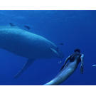 The mermaids migrate with the whales from warm southern waters to the northern feeding grounds.