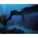 The mermaids are not alone in the open ocean; they have created a bond with the dolphins.