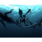 The pod swims along in the open ocean.