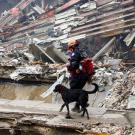 Animals have fought side by side with soldiers since before the Roman Empire. And they've offered more than just protection. Animals of all kinds have shown fearless dedication to helping the people who protect our country as well as provided them with comfort and hope during times of real adversity. For instance, Appollo, a dog specializing in search and rescue, helped firefighters locate missing people during the Sept. 11 terrorist attacks in New York. While the ways in which animals have helped our men in uniform are infinite, here are a few of their stories.