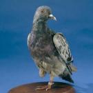 Cher Ami the Pigeon
Cher Ami (French for "dear friend") was more than just a homing pigeon for American soldiers during World War I. Against all odds, and with a shattered leg and a bullet through the breast from enemy fire, Cher Ami delivered a message that saved 194 soldiers in the 77th Infantry Division. As a result, the brave carrier pigeon was given the "Croix de Guerre," a French and Belgian medal awarded to allies for their heroic service. Cher Ami died in 1919. Today, his body is on display at the Smithsonian National Museum of American History, in the exhibition "The Price of Freedom: Americans at War."