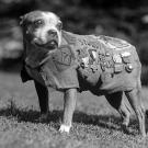 Stubby the Dog
Sgt. Stubby, who served with the 102nd Infantry Division and the 26th Yankee Division during World War I, was one of the most famous war dogs in U.S. history. Stubby served 18 months in Europe, participated in 17 battles and is the only dog to receive a sergeant ranking. During the war, he warned American soldiers of incoming chemical attacks and spies and accompanied the men on raids and patrols. The canine sentry became an instant American hero and upon his return home led parades, met three presidents, and became a lifelong member of the YMCA and the American Red Cross. Stubby was also Georgetown University's mascot.