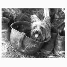 Smoky
Smoky, a 4-pound Yorkshire terrier, joined America's finest during World War II. Soldiers found the little dog in a foxhole in New Guinea. Smoky is more than a war hero -- she provided comfort to soldiers in times of adversity. While her size might make her seem dainty, Smoky survived 12 combat missions, 150 air raids and a typhoon in Okinawa. In addition, she entertained soldiers with tricks and was one of the first therapy dogs.