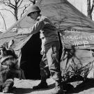 Chips
Considered the most decorated dog in World War II, Chips, a German Shepherd mix, saved his handler when Italian soldiers began shooting at the duo with a concealed machine gun during the July 1943 invasion of Sicily. Chips gallantly rushed the Italian stronghold and captured four Italian soldiers, enduring powder burns and a scalp wound from the raid. Gen. Dwight D. Eisenhower personally thanked Chips for his bravery and loyalty to the soldiers.