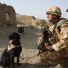 Treo
Stationed in Helmand, Afghanistan, Treo, a black Labrador retriever with the 104 Military Working Dog Support Unit, saved countless British soldiers twice when he sniffed out explosives hidden by the Taliban. In 2010, Treo was awarded the Dickin Medal (considered the Victoria Cross for animals) for his service to the soldiers in Afghanistan. He was the 63rd animal to receive the award, which is given by the People's Dispensary for Sick Animals, a British veterinary charity, and has his own statue in the Animals in War Memorial. Located in London's Park Lane, the memorial commemorates animals that have served with British troops and Allied forces.