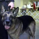 Appollo the Dog
While Appollo didn't serve in any wars, he received the Dickin Medal for his tireless dedication to helping recover victims following the Sept. 11 terror attacks. A member of the K-9 unit of the New York Police Department, the German shepherd arrived at the World Trade Center with his handler 15 minutes after the attack, making him the first search-and-rescue dog on-site after the collapse of the Twin Towers. The Dickin Medal, which Appollo received on behalf of all the dogs involved in the rescue operation, also recognizes animals that assist with the search of fallen soldiers and survivors. Appollo's medal read, "Faithful to words of command and undaunted by the task, the dog's work and unstinting devotion to duty stand as a testament to those lost or injured."