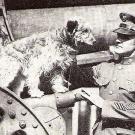 Rags
One of the most celebrated canine veterans of World War I, Rags began his military career as a mascot of the 1st Infantry Division. This mixed-breed terrier also served as a carrier dog, delivering notes during dangerous attacks. Although he served in the U.S. Army, Rags was found as a stray on the streets of Montmartre in Paris by his owner and handler, Pvt. James Donovan. In October 1918, both Rags and Donovan were injured in a gas attack by the Germans; Rags lost his vision in one eye and hearing in one ear as a result of the attack, and Donovan eventually succumbed to his injuries in early 1919. When Rags passed away in 1936, at the age of 20, he was buried in Silver Spring, Md., with full military honors.