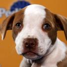 Name: Montana