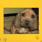 Name: Moose