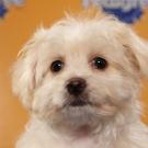 Name: Penelope