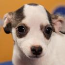 Name: Pinky