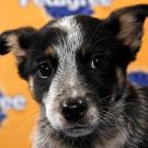 Name: Portia