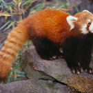 Red panda