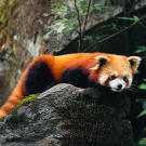 Red panda