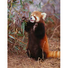 Red panda