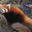 Red panda
