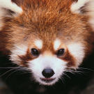 Red panda