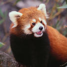 Red panda