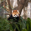 Red panda