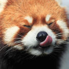 Red panda