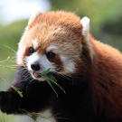 Red panda